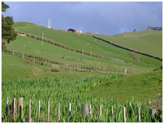 Beautiful NZ hills with sheep