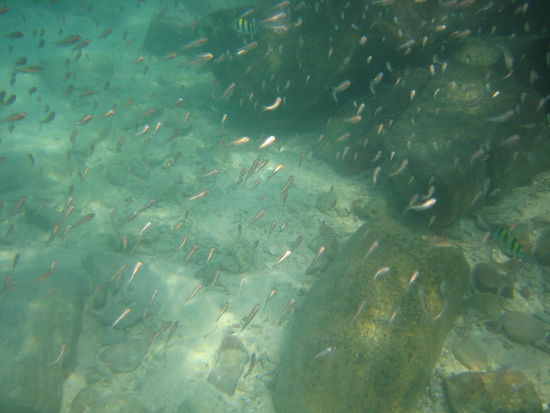 Hundreds of tiny fish