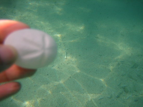 A sand dollar