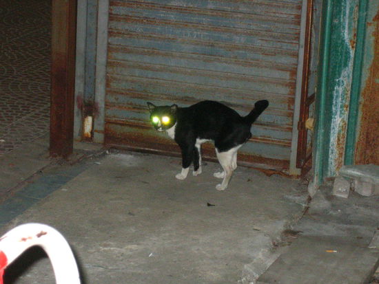 Check out the reflectors on this thing