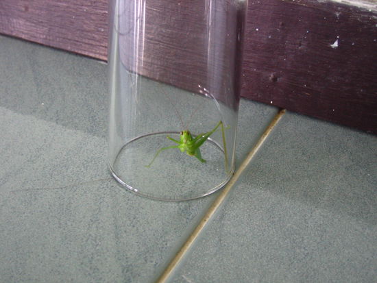 We have a little visitor
H: Christi was the brave one to capture this little varmint.