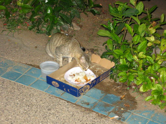 This cat enjoys a meal of rice and shrimp tails