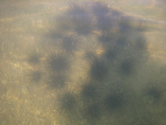 There were no warnings of these in the water!