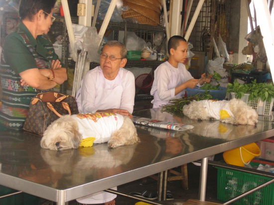 The women monks and the temple pets, napping from heat exhaustion no doubt
