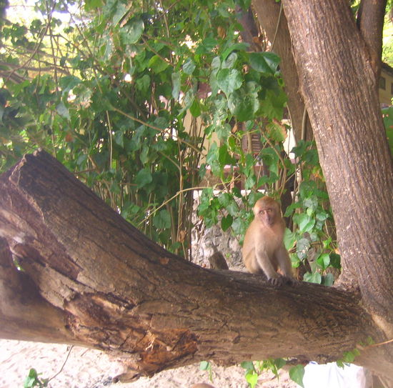 What a cute little feller