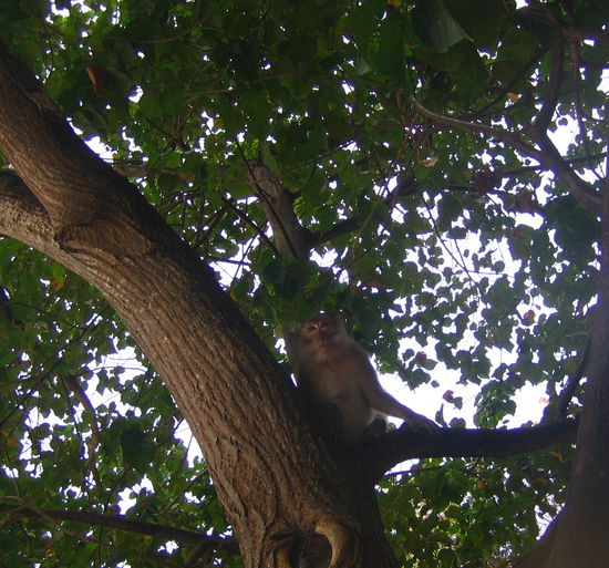 The older, bigger (and meaner) monkey