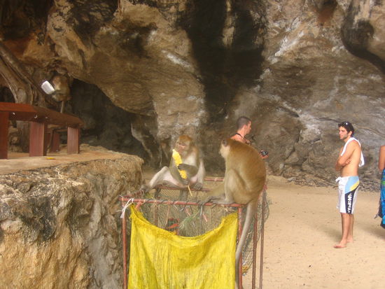 Monkeys digging in the trash for leftover corn-on-the-cob