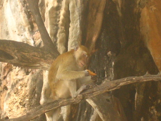 This one eats some Thai spring rolls