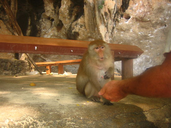 After beating the sh*t out of the little monkey, he gets the corn