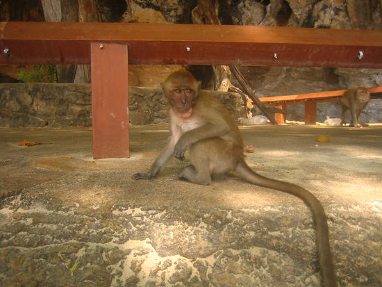 Don't look at me, I didn't steal your corn!