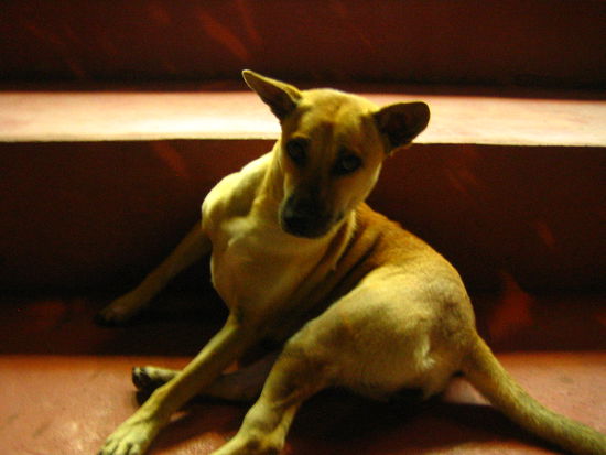 'Pichai', the dog that joins us on the steps