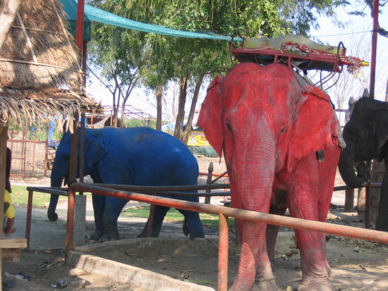 This is animal cruelty. Don't come to this elephant farm