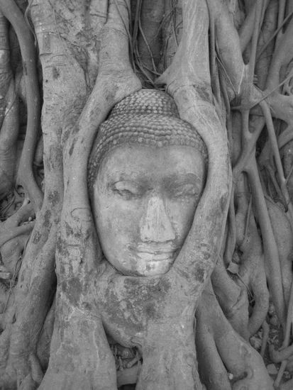 Famed buddha head wrapped in tree-- Its actually quite smaller than I imagined