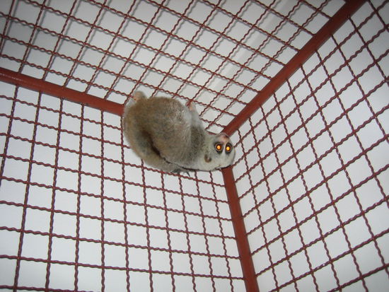 Snoopy, the slow loris