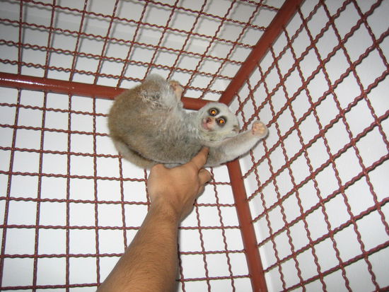 Snoopy loves having his armpit tickled