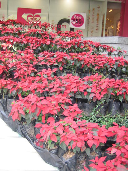 Lovely poinsettias line up the walkways