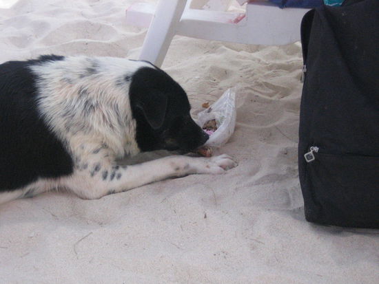 This dog stole a nearby sunbather's leftovers and is happily munching away