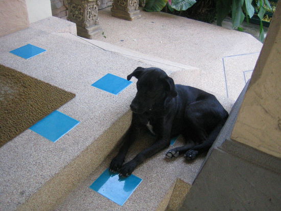 A black lab chillin' at the front of our resort