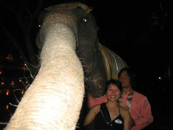 The elephant searches H's camera, thinking its food