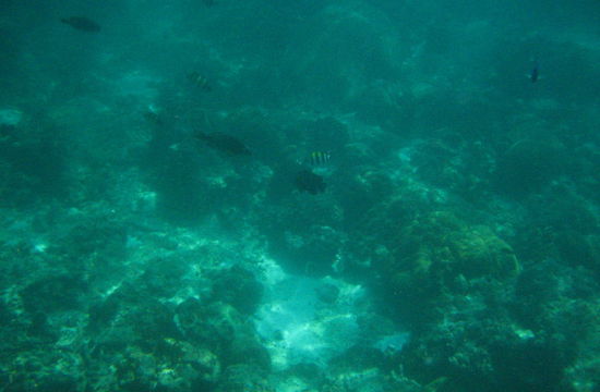 As soon as we hit the water with bread, the fish started to swim over to us