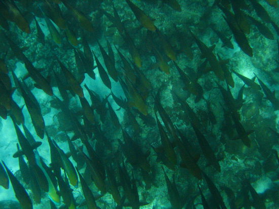 A whole school of them