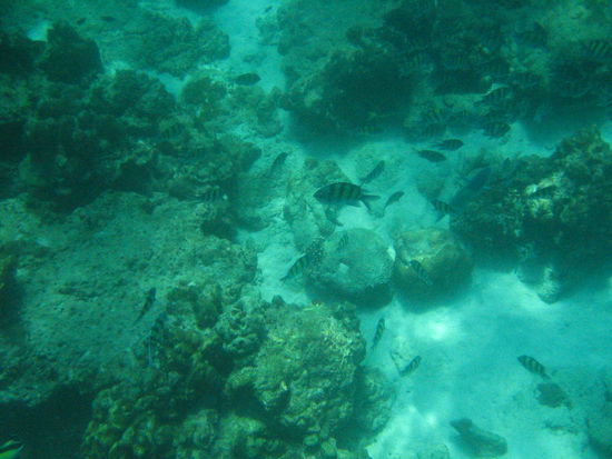 H: more of these damn striped zebra fish!  We saw like a million of these!