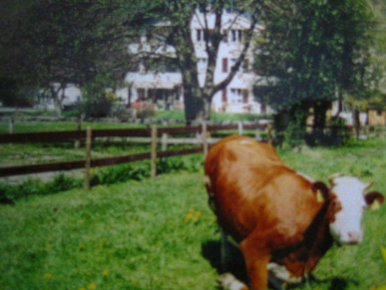 This cow is peeved