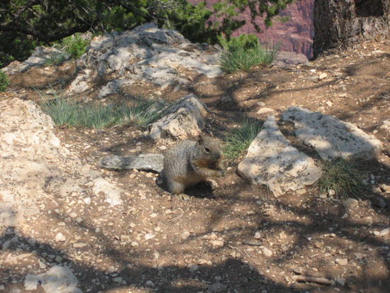 Cute little squirrel