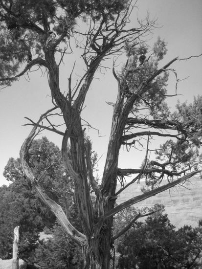 These trees were everywhere