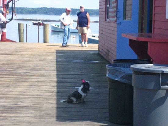 A dog waits eagerly for lobster remains