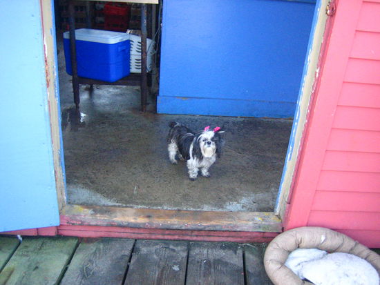 Trying to keep us from the lobsters