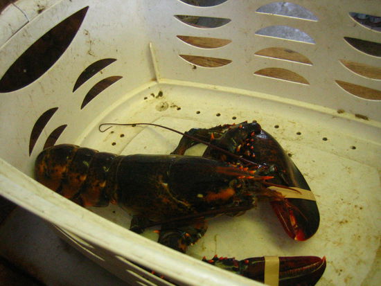 Excited to eat him soon