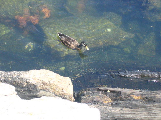 More creatures of the wild