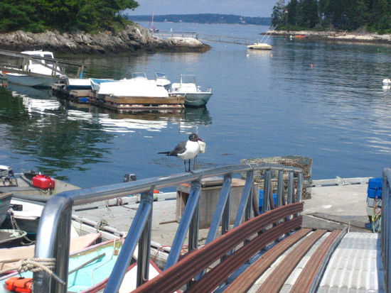 A cute bird perched atop the ramp