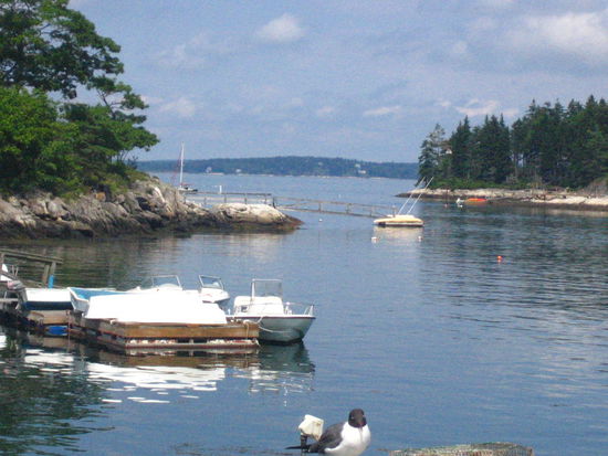 There's the cute bird again