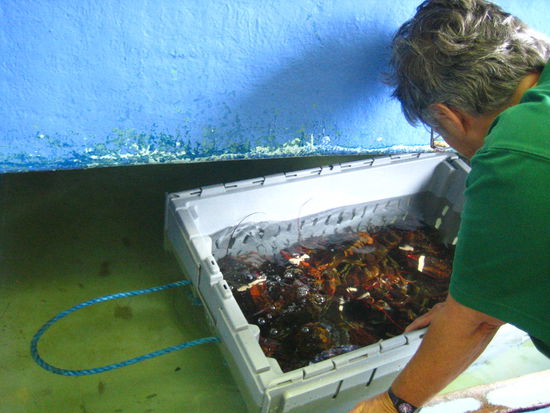 The lobster tank