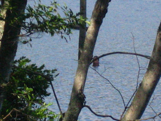 It's the Loch Ness monster