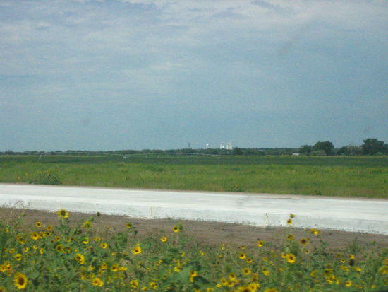 Beautiful mini sunflowers