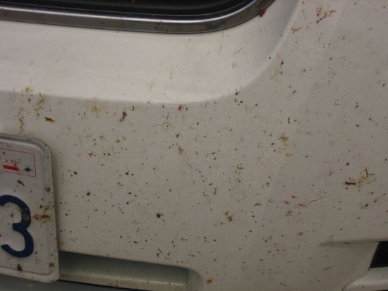Bug guts splattered all across our bumper