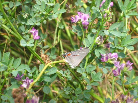 Butterflies mating