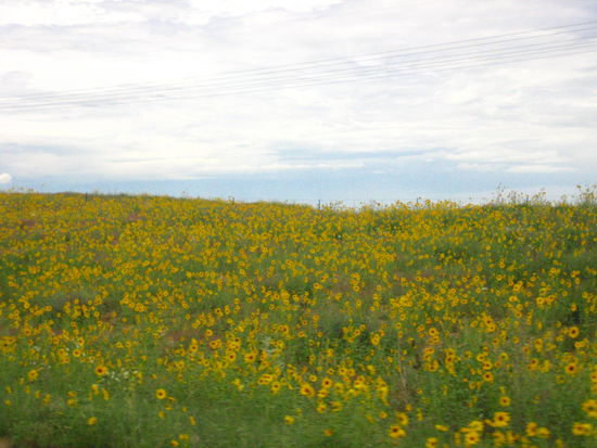 Lovely fields of flowers