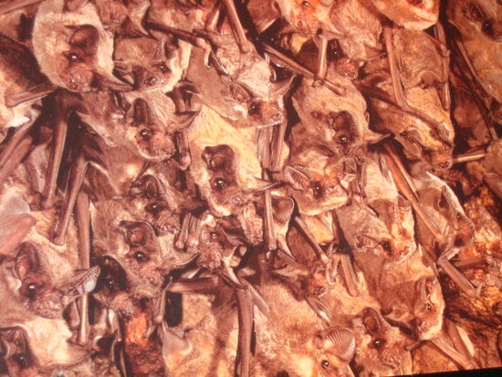 Mexican bats