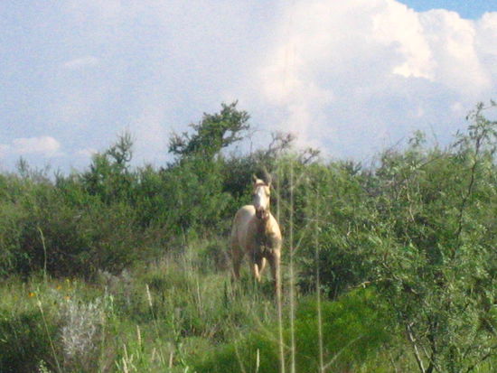There were a bunch of these horses roaming about