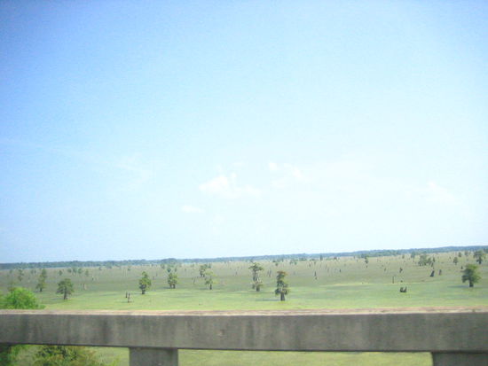 Marshes-- home to the gators and crocs