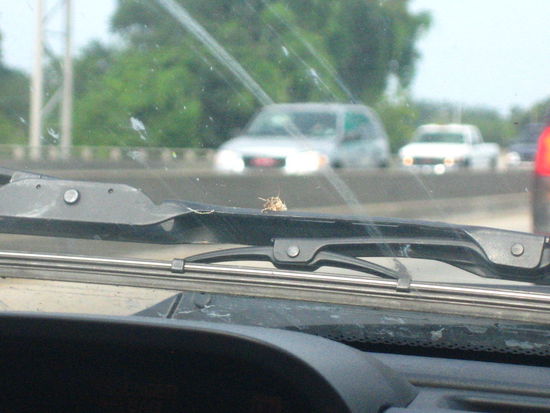 Our 'Lucky' bug-- isn't he adorable?