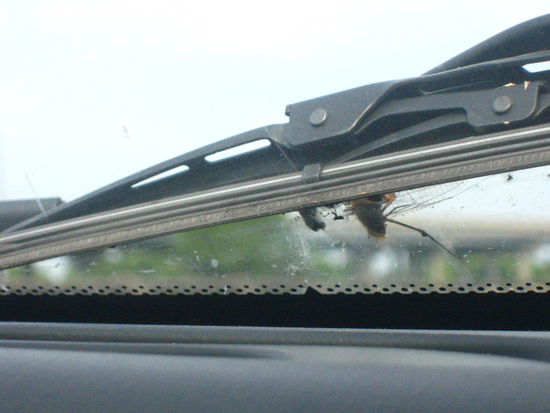 This one's just hitchin' a ride