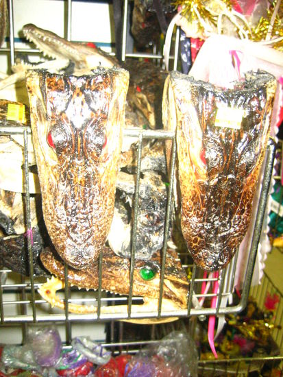 Authentic croc heads
