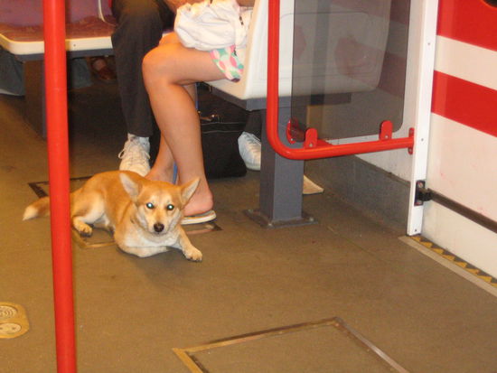 The subways are animal-friendly