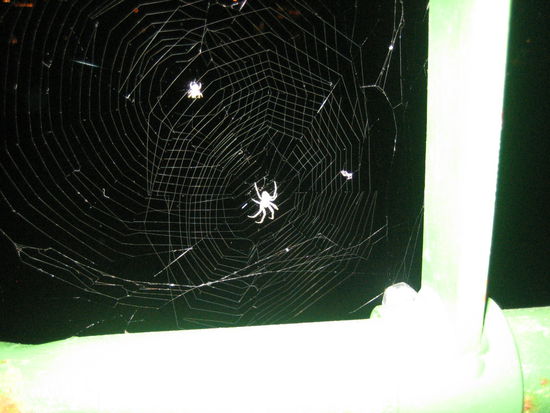 Spiders ALL OVER the St Charles....eww...