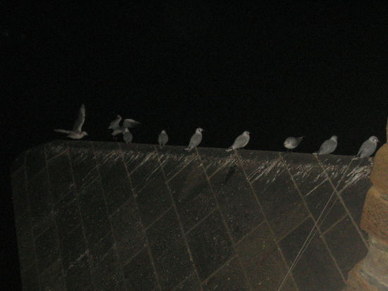 Taken before they were scared off